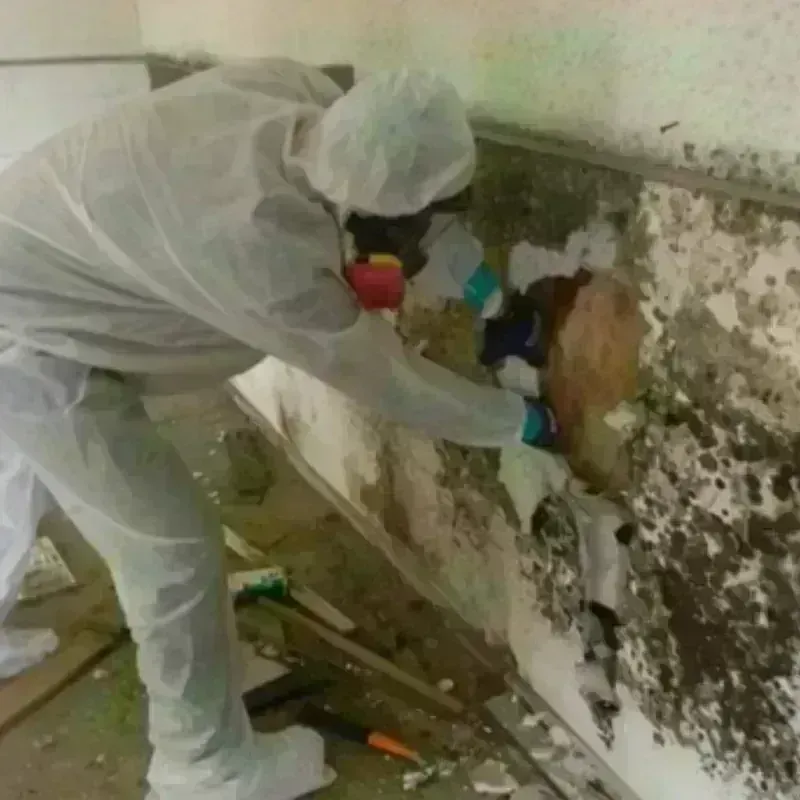 Mold Remediation and Removal in New Baltimore, VA